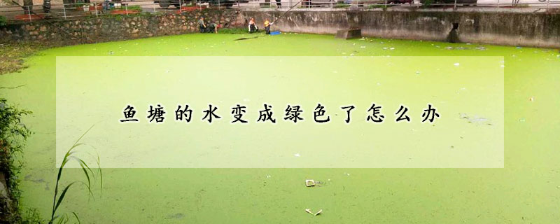 鱼塘的水变成绿色了怎么办