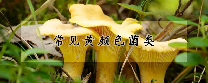 常见黄颜色菌类