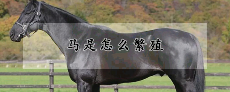 马是怎么繁殖