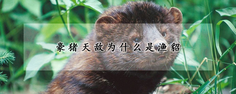 豪猪天敌为什么是渔貂