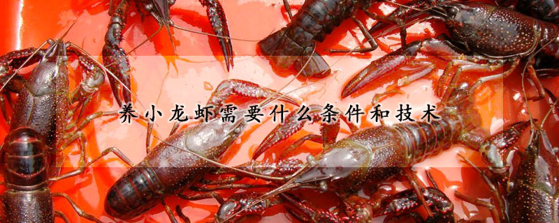 养小龙虾需要什么条件和技术