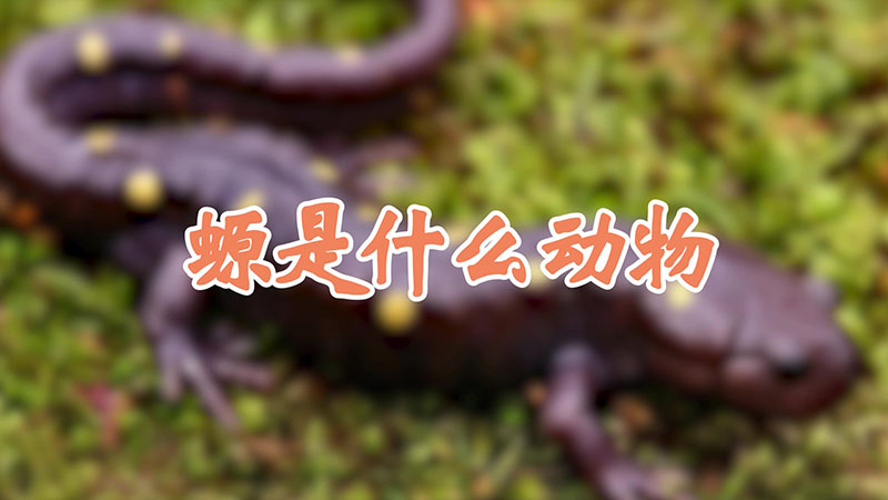 螈是什么动物