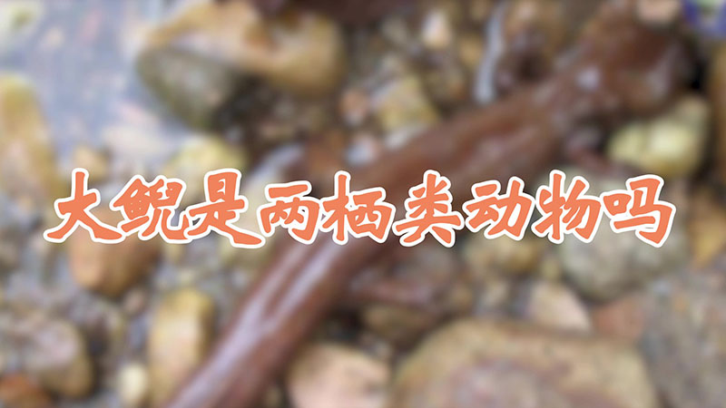大鲵是两栖类动物吗