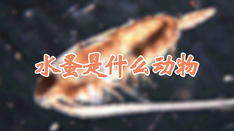 水蚤是什么动物
