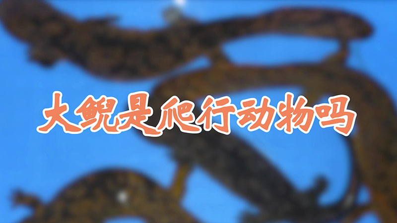 大鲵是爬行动物吗