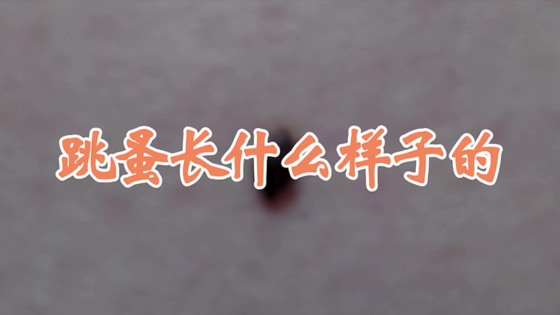 跳蚤长什么样子的