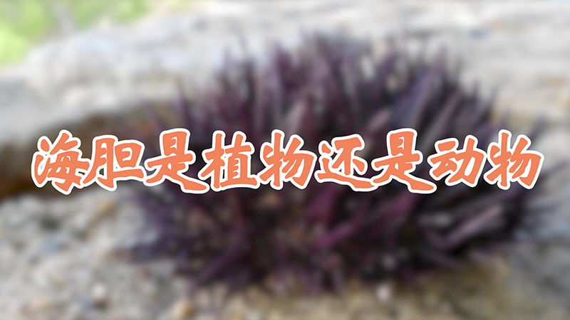 海胆是植物还是动物