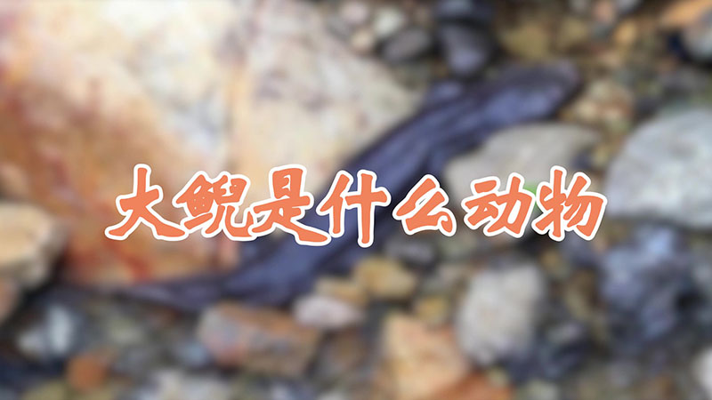 大鲵是什么动物