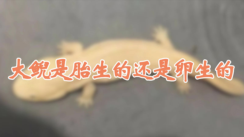 大鲵是胎生的还是卵生的