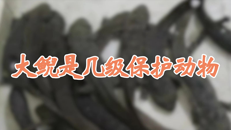 大鲵是几级保护动物