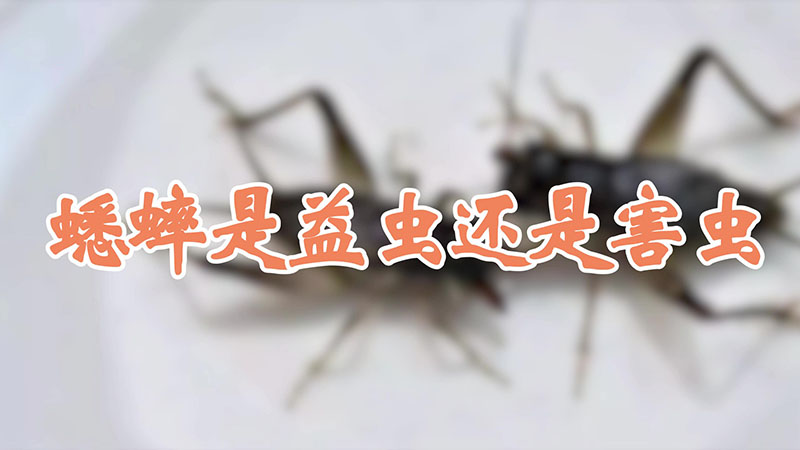 蟋蟀是益虫还是害虫