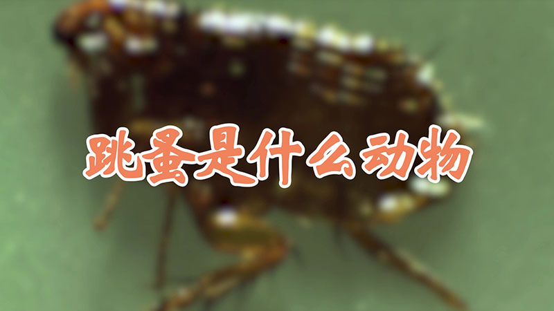跳蚤是什么动物