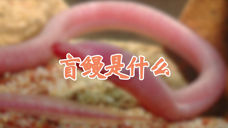 盲鳗是什么