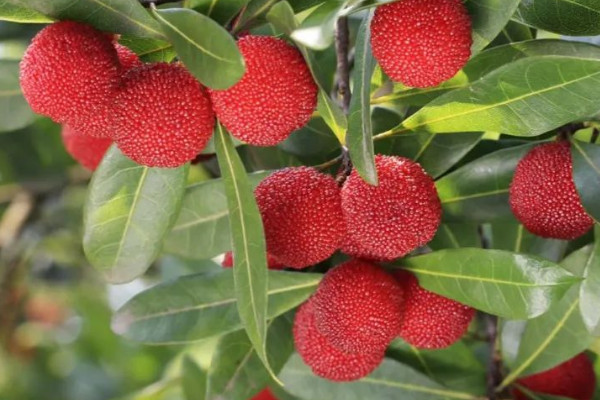 夏天应季水果大全 夏天的时令水果有哪些