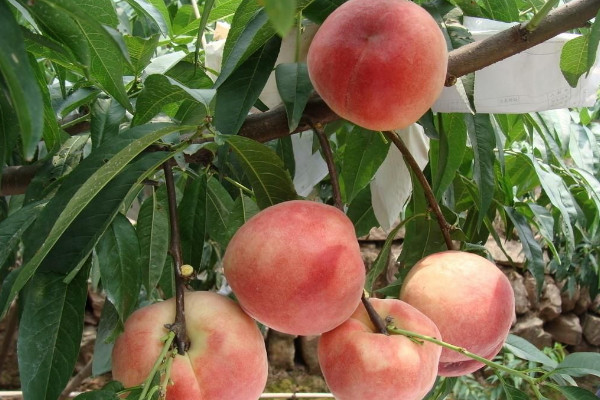 夏天应季水果大全 夏天的时令水果有哪些