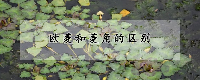 欧菱和菱角的区别