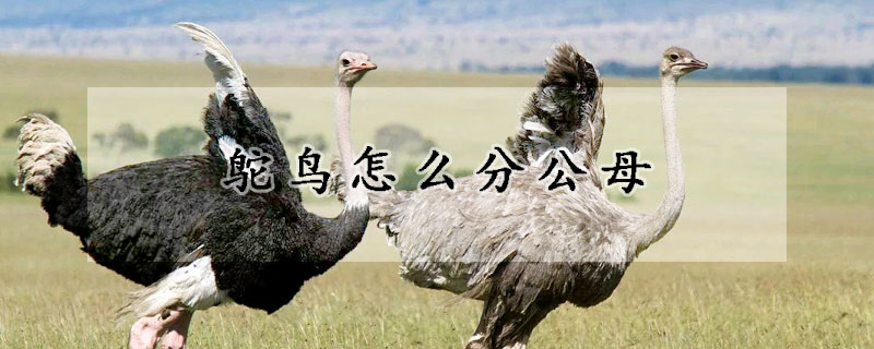 鸵鸟怎么分公母