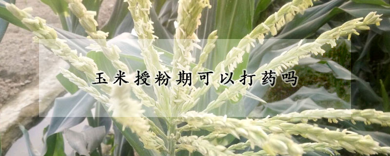 玉米授粉期可以打药吗