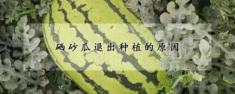 硒砂瓜退出种植的原因