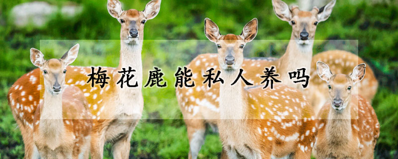 梅花鹿能私人养吗