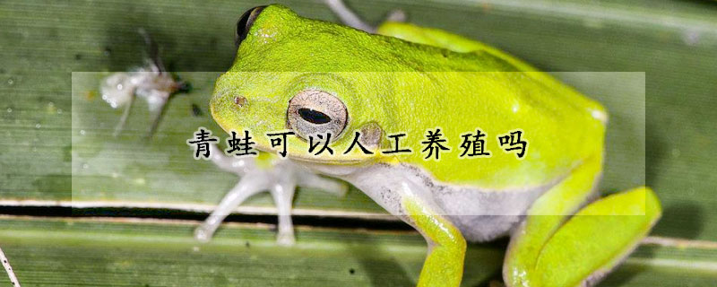 青蛙可以人工养殖吗