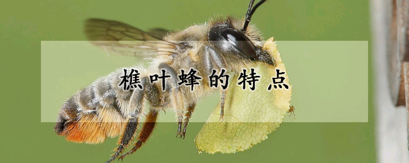 樵叶蜂的特点