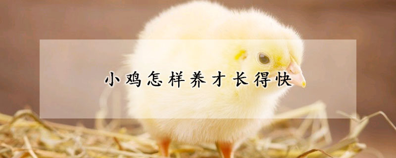 小鸡怎样养才长得快