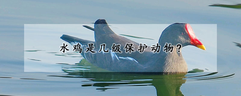 水鸡是几级保护动物?