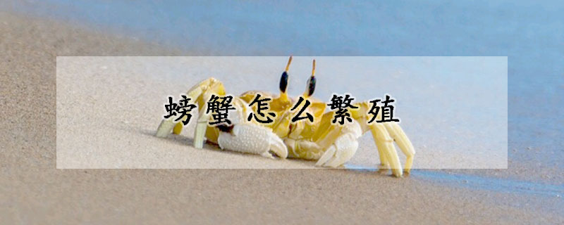 螃蟹怎么繁殖