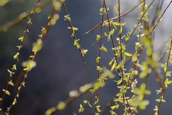 柳树靠什么传播种子的