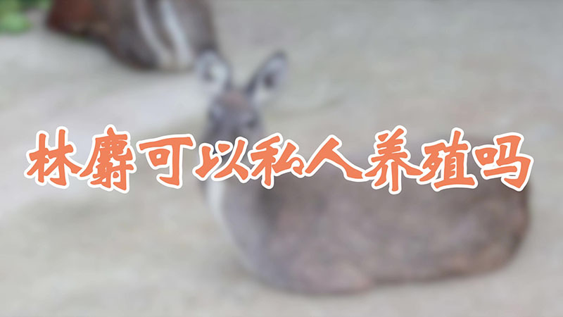 林麝可以私人养殖吗