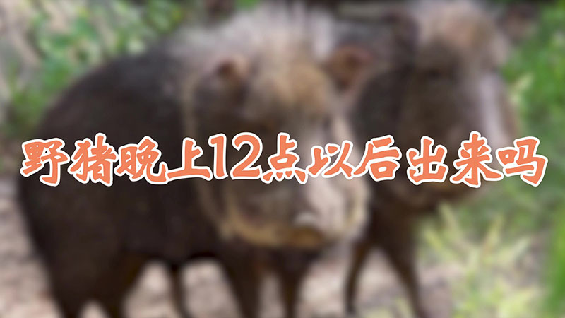 野猪晚上12点以后出来吗