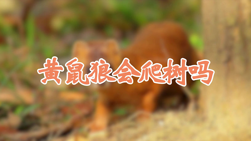 黄鼠狼会爬树吗