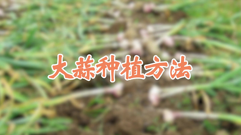 大蒜种植方法视频