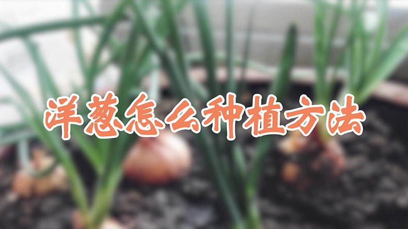 洋葱怎么种植方法视频