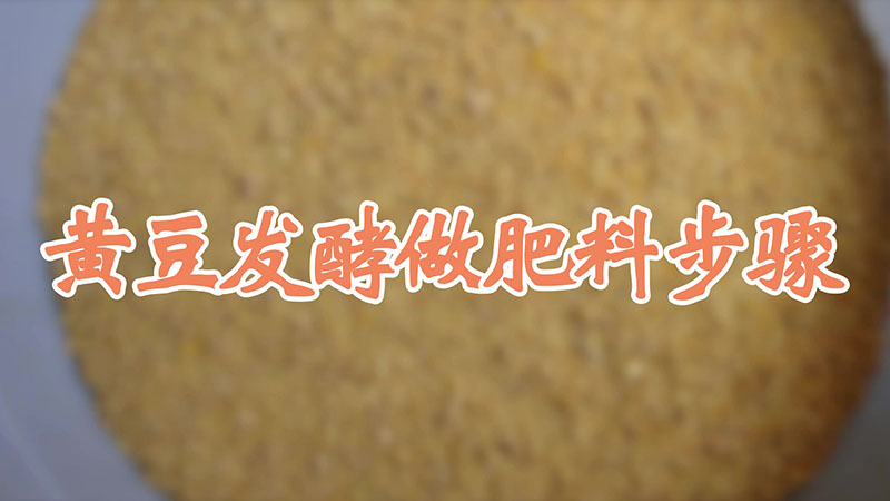 黄豆发酵做肥料步骤