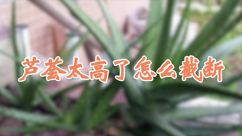 芦荟太高了怎么截断视频