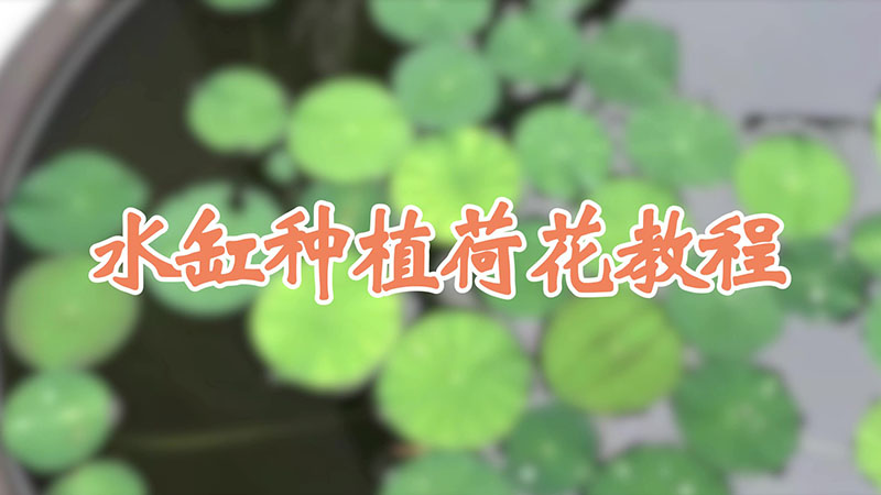 水缸种植荷花教程