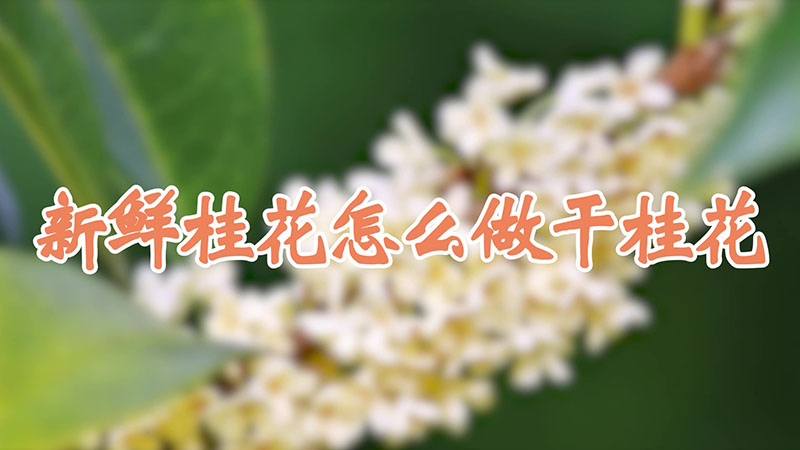 新鲜桂花怎么做干桂花