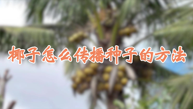 椰子怎么传播种子的方法