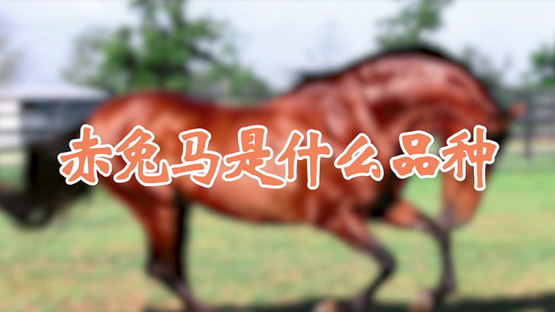 赤兔马是什么品种