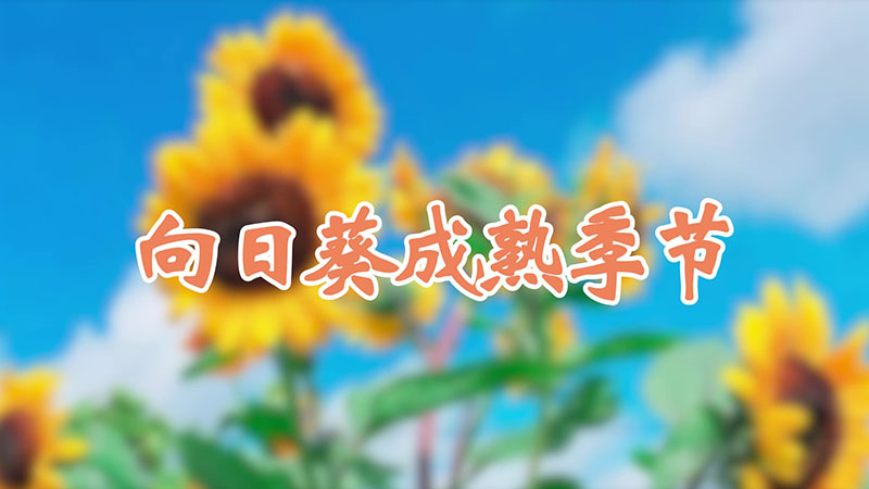 向日葵成熟季节