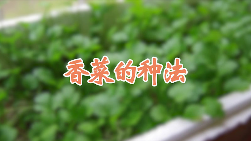 香菜的种法