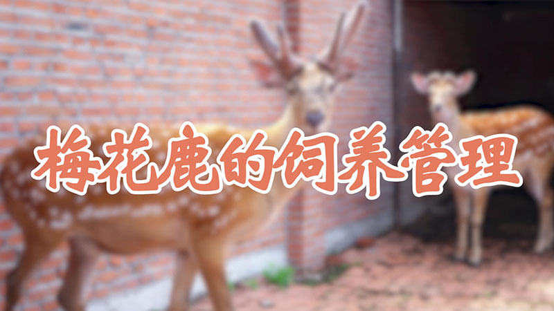 梅花鹿的饲养管理