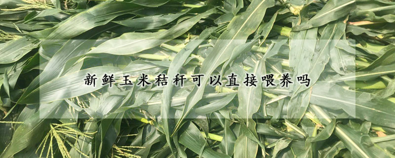 新鲜玉米秸秆可以直接喂养吗