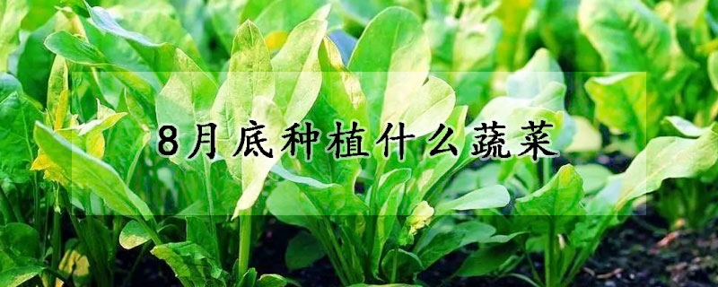 8月底种植什么蔬菜