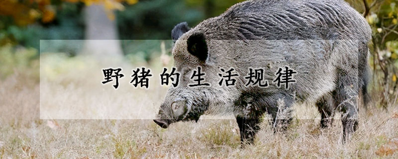 野猪的生活规律