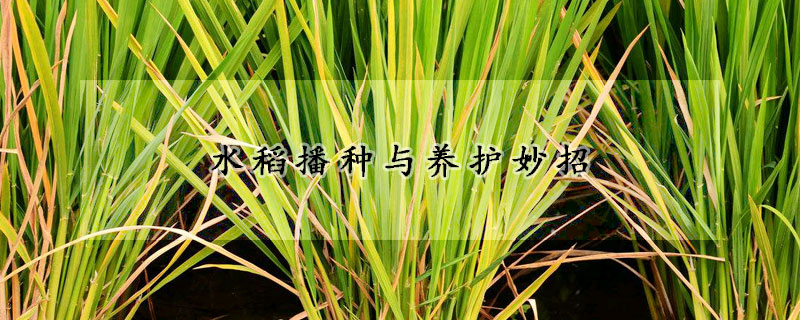 水稻播种与养护妙招