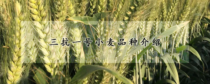 三抗一号小麦品种介绍