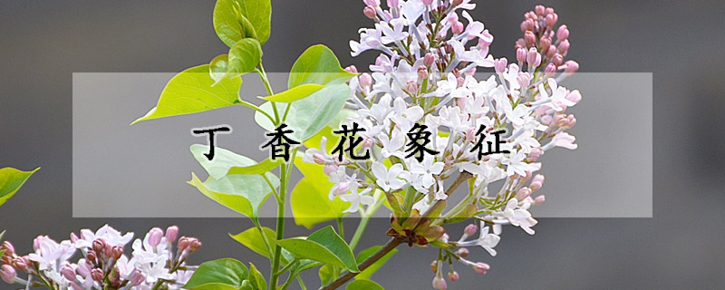 丁香花象征